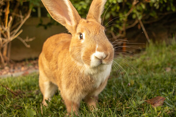 Funny Close up of Flemish Giant Rabbit 