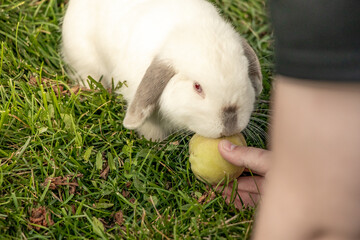 Pet White Holland Lop With Dark Ears Siamese Bunny Rabbit Red and Blue Eyes Being Fed Underripe Peach Outside in Garden