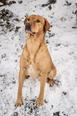 Proud Mixed Breed Golden Dog Sitting Happily Golden Dog Lab Brown Sit Flopped Ears Front Facing