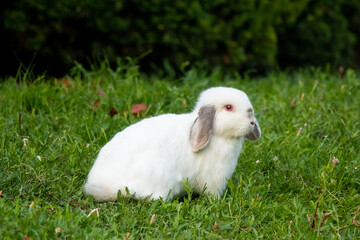 Red Eyed Rabbit