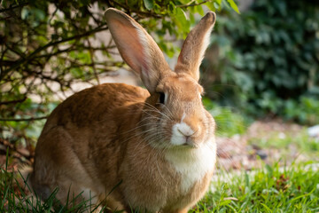 Golden Rabbit Large Outside Flemish Giant Brown White Licking Tongue Out Big Ears