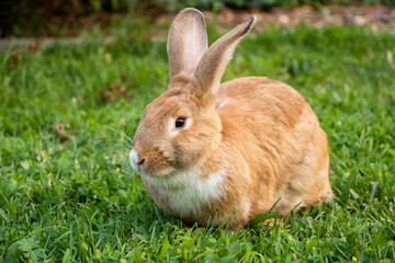 Golden Rabbit Large Outside Flemish Giant Brown White Licking Tongue Out Big Ears