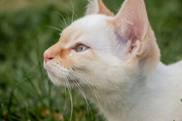 Young Red Siamese Shorthair Cat side of Face