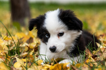 Shy Bashful Cute Little Aussie Puppy