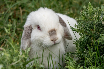 A Curious White and Dark Grey Rabbit with Red Eyes Looking at Plants and Weeds Close Up Holland Lop