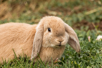 Fototapeta premium Funny Expression of Holland Lop Rabbit