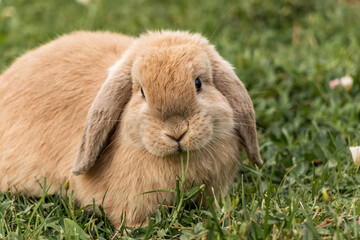 Brown Floppy Ear Bunny Rabbit