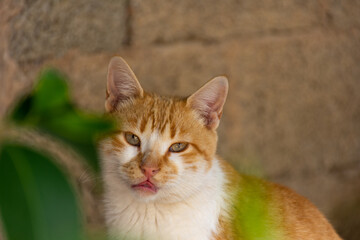 Close-up portrait of a cute cat.