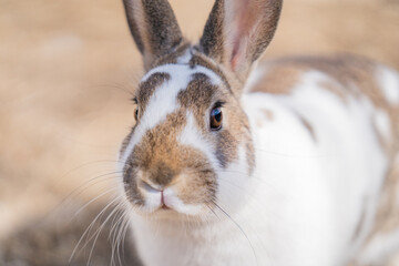 Close Up White and Brown Rex Rabbit