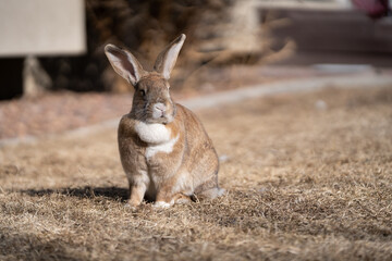 Big Flemish Giant With Large Chin