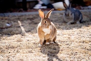 Long Eared Flemish Rabbit So Cute
