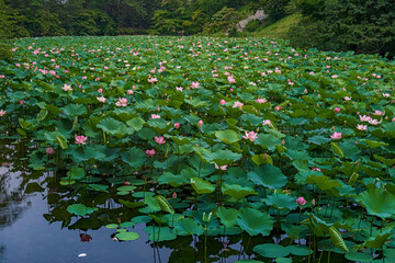 青森 弘前城 蓮池濠の夏景色