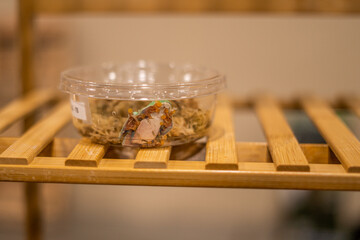 Green Frog in Small Clear Container