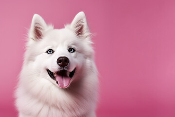Samoyed husky on a pink background. dog, pet, animal. portrait close-up.