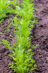 Rank of young organic carrot plant in the black soil; selective focus