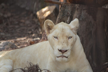  White lion.