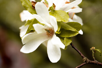 Last bloom of magnolia in the season. Beautiful Magnolia Flower is fading. Close up of a pistil of magnolia flower in the end of flowering season. Romantic creative toned floral background.