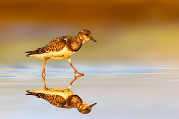 A shorebird in its habitat. Colorful nature background. Ruddy Turnstone. Arenaria interpres.
