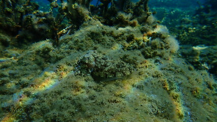 Fototapeta na wymiar Common cuttlefish or European common cuttlefish (Sepia officinalis) undersea, Aegean Sea, Greece, Halkidiki