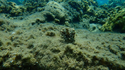Common cuttlefish or European common cuttlefish (Sepia officinalis) undersea, Aegean Sea, Greece, Halkidiki