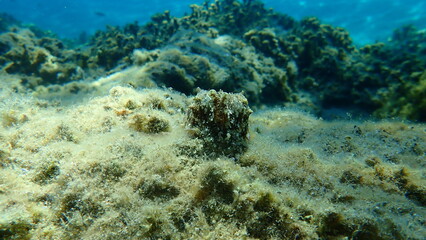 Common cuttlefish or European common cuttlefish (Sepia officinalis) undersea, Aegean Sea, Greece, Halkidiki