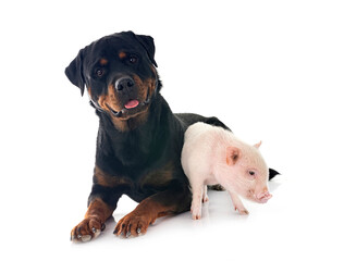 miniature pig and rottweiler