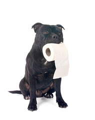 staffordshire bull terrier