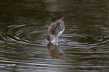 Least Sandpiper (Calidris minutilla) standing in wetland marsh and drinking, on the island of Aruba. Rings of ripples spread outward; reflection in the water. 
