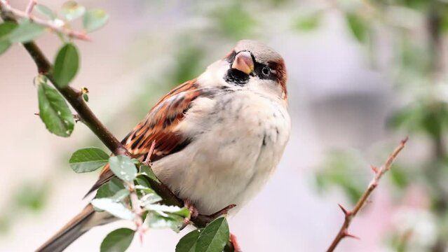 Very close up detail movie of a cute sparrow sitting on a branch and looking around, also looking at the camera. In the end he flies away.