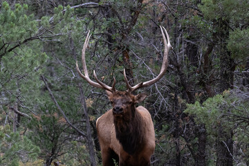 Rocky Mountain Elk (Cerbus elaphus nelsoni) With large antlers, standing in forest at Grand Canyon National Park. 
