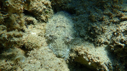 Common cuttlefish or European common cuttlefish (Sepia officinalis) undersea, Aegean Sea, Greece, Halkidiki