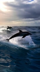 Fototapeta premium Dolphins leaping from the sea or ocean, displaying their playful and energetic nature. Joyful and acrobatic behavior of these intelligent marine mammals in their natural habitat.
