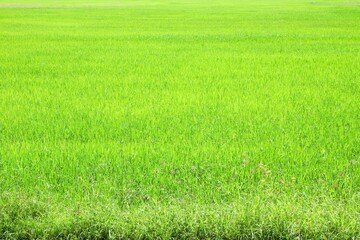  Greenfield background, paddy field