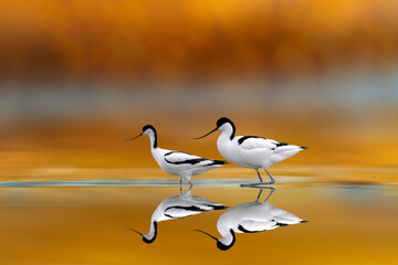 waterfowl with interesting beaks. Yellow nature background. Bird: Pied Avocet. Recurvirostra avosetta.