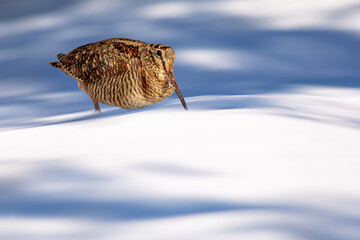 A sandpiper photographed on snow. White nature background. Eurasian Woodcock. Scolopax rusticola.