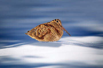 A sandpiper photographed on snow. White nature background. Eurasian Woodcock. Scolopax rusticola.