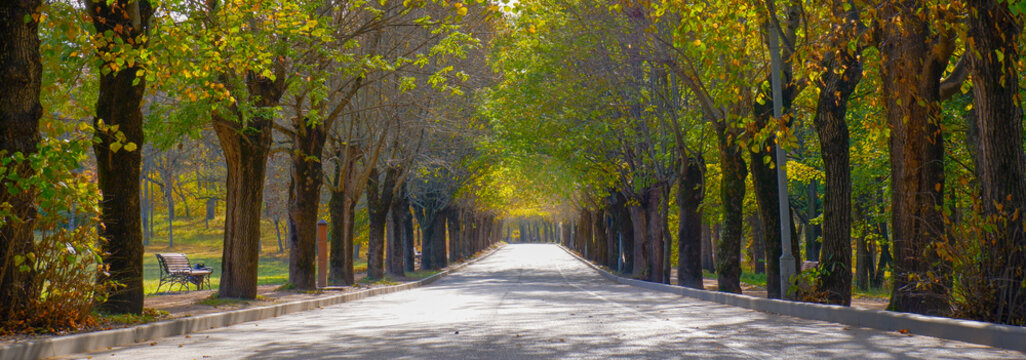 Beautiful romantic alley in the park with yellow-green autumn trees and sunlight. Autumn nature background