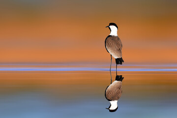 A lapwing with its reflection in the water. Spur winged Lapwing. Vanellus spinosus. Colorful nature...