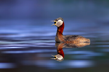 An aquatic bird captured by its reflection in the water. Red necked Grebe. Podiceps grisegena....