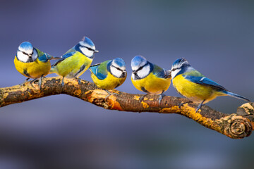 Cute birds. Colorful nature background. Eurasian Blue Tit. Cyanistes caeruleus. 