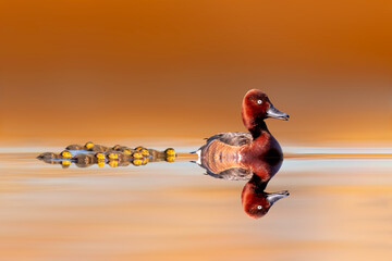 Family of ducks swimming in still water. Ferruginous Duck. Colorful nature background. © serkanmutan