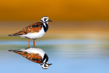A shorebird in its habitat. Colorful nature background. Ruddy Turnstone. Arenaria interpres.