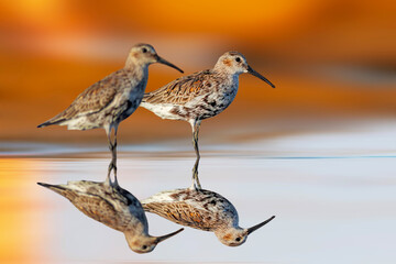 Water birds photographed in its habitat. Colorful nature background. Curlew Sandpiper. Calidris ferruginea.