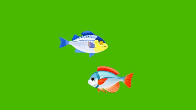 Fish swim in the green chroma key