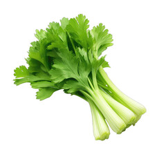 Celery isolated on transparent and white background. PNG transparent