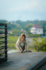 Sitting monkey in the national park