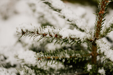 Schnee auf Tannenzweigen