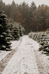 Schnee zwischen Tannenb&auml;umen