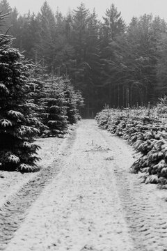 Schnee zwischen Tannenb&auml;umen sw
