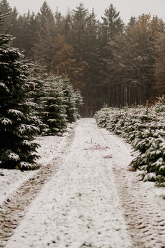 Schnee zwischen Tannenb&auml;umen